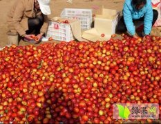 冠县油桃 鲁西规模最大的油桃生产基地