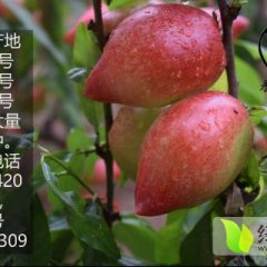 山东冠县油桃暖棚万余亩，品种有中油4号