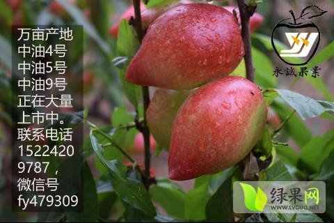 2017年山东冠县中油5号价格