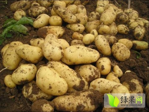 2017年山东滕州荷兰十五价格