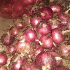 金乡专业存储洋葱