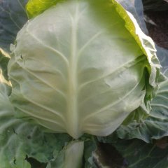 陕西泾阳中甘21甘蓝有专业打包队伍为你服务