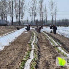 河北宏泽现代农业园区种植南瓜200余亩