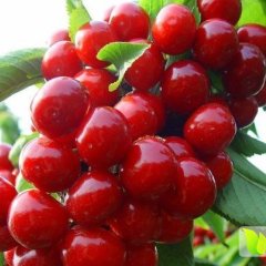 临朐大樱桃现已大量上市