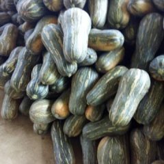 西乡塘南瓜价格适宜,坛洛邓俢伟诚信合作