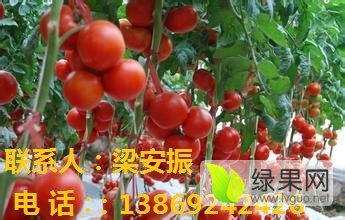 山东省禹城市辛寨镇梁庙村西红柿价格