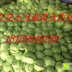 2017郯城红花镇现在有万亩甘蓝