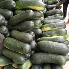 西乡塘坛洛邓啊六4月子弹头黑皮冬瓜