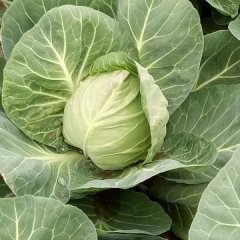 2017泾阳甘蓝代收经验为你服务