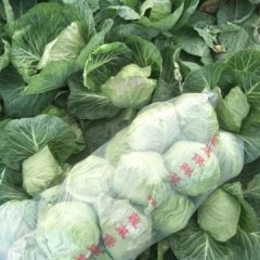 河南虞城优质甘蓝大量上市中