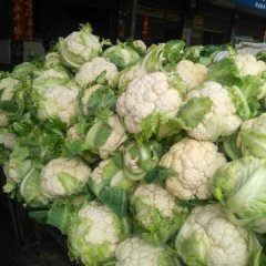 新野菜花何去何从,城郊姚书功诚信合作