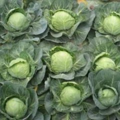 商河中甘21号甘蓝大量上市