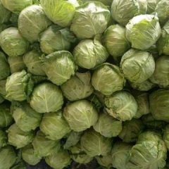 泾阳甘蓝中甘21    8388甘蓝