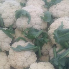 2017沛县菜花万亩有机花基地货源充足