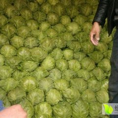 山东郯城本地甘蓝大量上市中