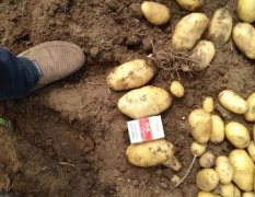 滕州17年土豆已大面积上市，土豆品质优