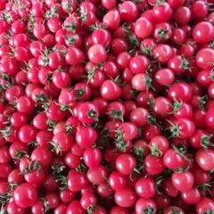 莘县燕店王永朝2月京丹1号圣女果