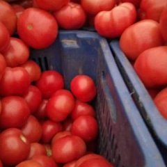 河北饶阳老刘代收站：硬粉西红柿