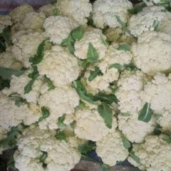 沛县河口韩胜4月白面青梗散花菜花