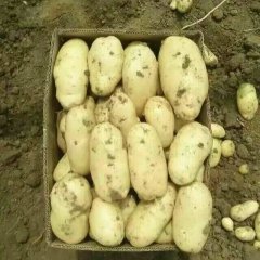 昌乐春季，秋季，冷库等荷兰十五土豆