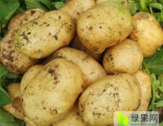新泰香菜 日产蔬菜3万-4万斤