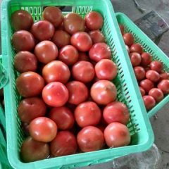 2017嘉善上市大量西红柿，离江浙沪市场近