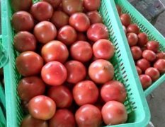 2017嘉善上市大量西红柿，离江浙沪市场近