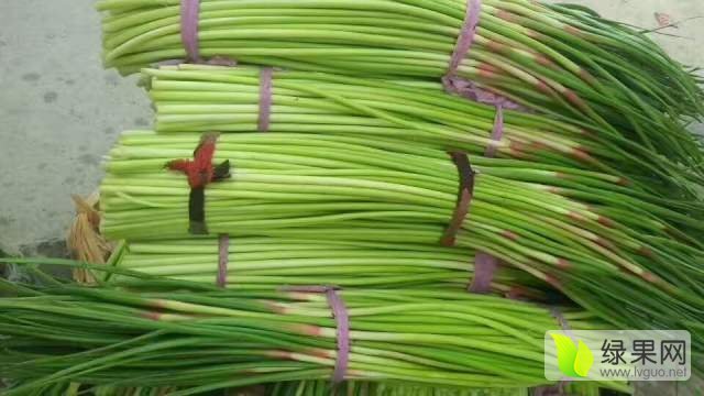 2017年河南通许红帽蒜薹价格