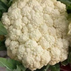 河南通许雪玉菜花