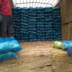 陕西泾阳中甘21甘蓝热销上市中