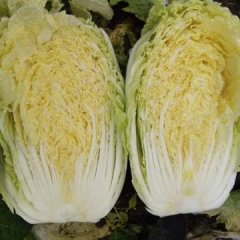 平度市黄心白菜大量上市
