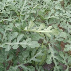 2017青州西瓜价格波动不大