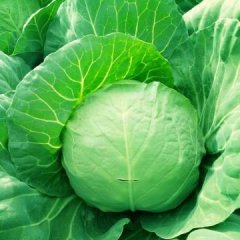 2017定州甘蓝基地现以大量供应甘蓝