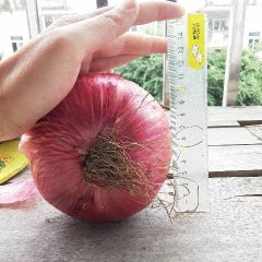 大邑安仁镇优质红皮洋葱，个人种植有60亩