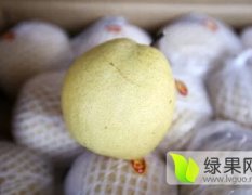 2017贵港市场 常年代销果品：桃，贡梨