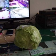 2017郯城甘蓝收购工作全面开展