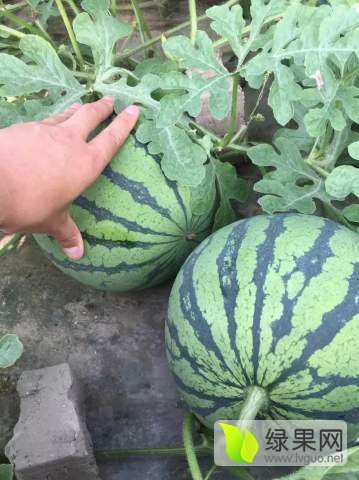 2018年江苏东台8424西瓜价格