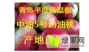 青岛平度高温棚白油桃中油5号白油桃产地直供