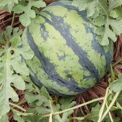 广西南宁市江南区西瓜 黑美人小麒麟