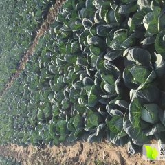 河北昌黎中甘21甘蓝热销上市中