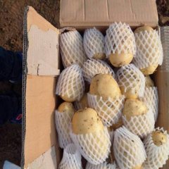 滕州市是农业部命名的中国马铃薯之乡