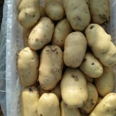 平度郭庄柳子懿5月荷兰十五土豆