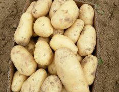 2017通许土豆生长势强。叶片肥大