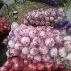 郯城红花镇黄皮洋葱 洋葱大量上市