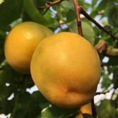 陆地金太阳杏子现在大量上市了