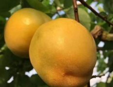 陆地金太阳杏子现在大量上市了