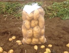 内蒙古土豆，荷兰、克新、夏菠蒂大量上市!