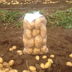 内蒙古土豆，荷兰、克新、夏菠蒂大量上市!