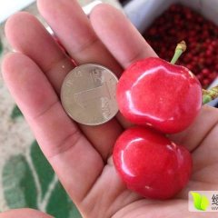 2017大荔樱桃现在订货有惊喜