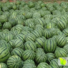 陕西蒲城西瓜即将大量上市